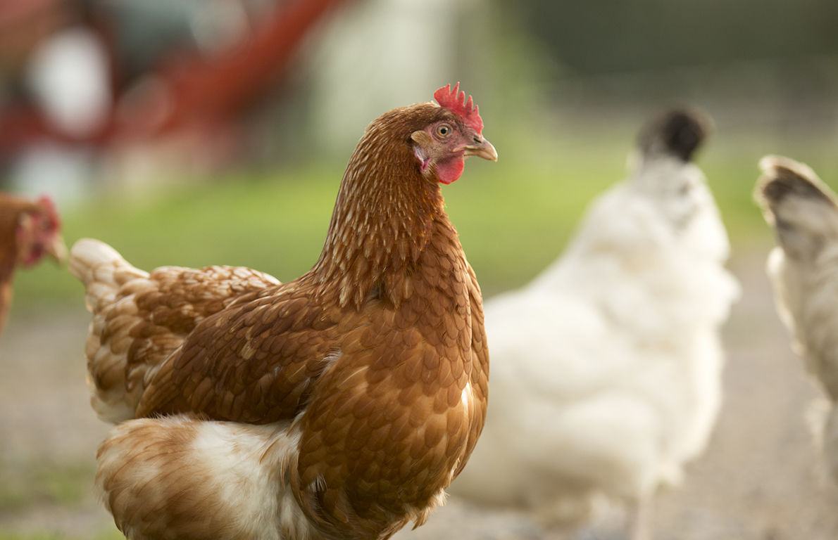 3 French Hens